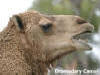 Stuart HWY - Dromedary Camel
